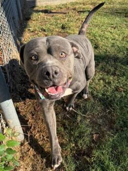 Rescue Pit Bull Terrier and Mixed Breed Dogs for Adoption in Tulsa, Oklahoma - PATTY | PetCurious