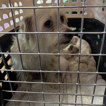 Chica -  Terrier and Mixed Breed Dog for Adoption in Northbrook, Illinois - Chica | PetCurious