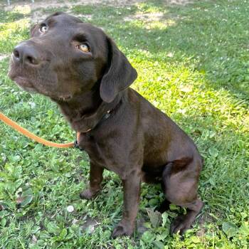 Charlie -  Chocolate Labrador Retriever Dog for Adoption in Warrensburg, Missouri - Charlie | PetCurious