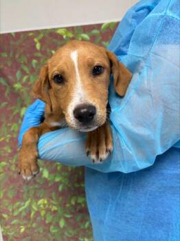 Labrador Retriever and Mixed Breed Dogs Available for Adoption in San Antonio, Texas - Maura | PetCurious