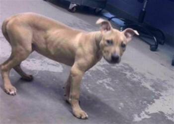 American Staffordshire Terrier Dogs Available for Adoption in Tallahassee, Florida - BROCK | PetCurious