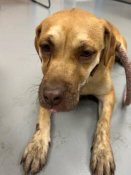 Lu-Two -  Belgian Shepherd Malinois and Shepherd Dog for Adoption in Hartsville, South Carolina - Lu-Two | PetCurious