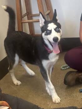 Scarlett -  Siberian Husky Dog for Adoption in Cleveland, Ohio - Scarlett | PetCurious
