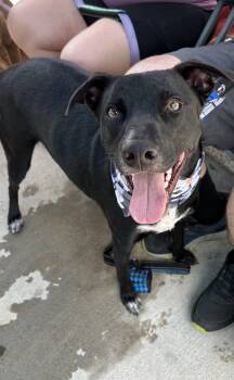 Rescue American Staffordshire Terrier and Shepherd Dogs for Adoption in Conroe, Texas - Cassie (Trinity Girls) | PetCurious