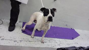 ACE -  Staffordshire Bull Terrier and Mixed Breed Dog for Adoption in Houston, Texas - ACE | PetCurious