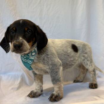 Rosie -  Mixed Breed Dog for Adoption in Canal Winchester, Ohio - Rosie | PetCurious