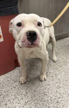 Denali -  Pit Bull Terrier and Mixed Breed Dog for Adoption in Kansas City, Missouri - Denali | PetCurious