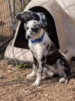 Border Collie Dogs Available for Adoption in Coeur D