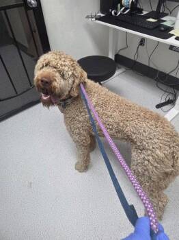 Standard Poodle and Labrador Retriever Dogs Available for Adoption in Oakland, California - Manuelo | PetCurious