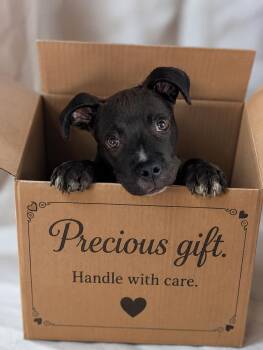 Coal -  Mixed Breed Dog for Adoption in Petersburg, Virginia - Coal | PetCurious