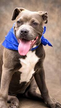 American Bully Dogs Available for Adoption in Nahunta, Georgia - ETHEL | PetCurious