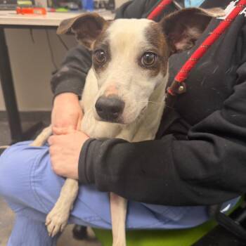 Jackie -  Mixed Breed Dog for Adoption in Columbiana, Alabama - Jackie | PetCurious