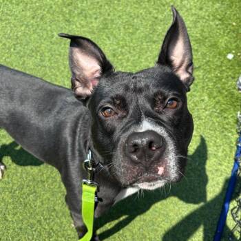 Cashew -  Mixed Breed Dog for Adoption in Pittsburgh, Pennsylvania - Cashew | PetCurious