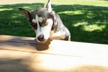 Koda -  Husky and Mixed Breed Dog for Adoption in Kansas City, Missouri - Koda | PetCurious