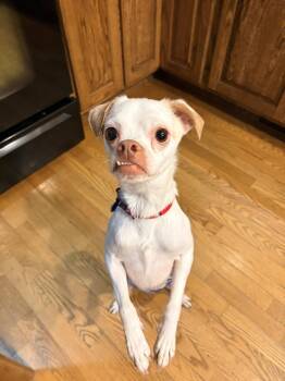 Enzo -  Chihuahua Dog for Adoption in New London, Wisconsin - Enzo | PetCurious