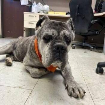 Bear -  Cane Corso Dog for Adoption in Turlock, California - Bear | PetCurious