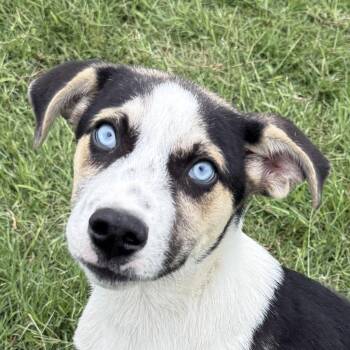 Shepherd and Husky Dogs Available for Adoption in Brenham, Texas - Robert | PetCurious