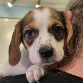 Beagle and Mixed Breed Dogs Available for Adoption in Pinellas Park, Florida - Fiona | PetCurious