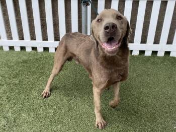 Labrador Retriever and Mixed Breed Dogs Available for Adoption - GOOSE | PetCurious