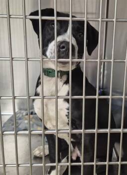 Pit Bull Terrier Dogs Available for Adoption in Decatur, Illinois - MUDSLIDE | PetCurious