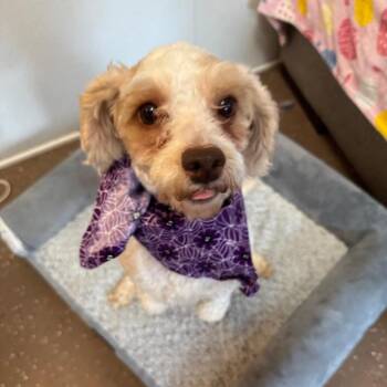 Kobe -  Miniature Poodle Dog for Adoption in Belleville, Illinois - Kobe | PetCurious