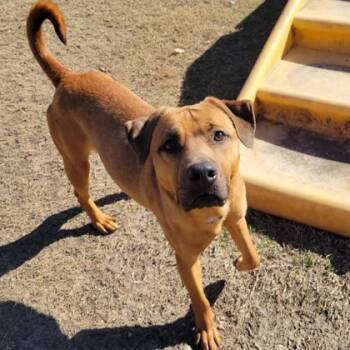 Rescue Mixed Breed Dogs for Adoption in Dallas, Texas - Simon | PetCurious