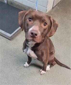 LIBERTY -  Mixed Breed Dog for Adoption in Jacksonville, Florida - LIBERTY | PetCurious