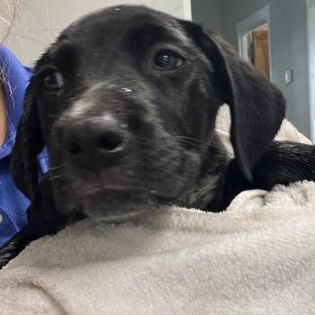 Stripe -  Labrador Retriever and Mixed Breed Dog for Adoption in Richmond Hill, Georgia - Stripe | PetCurious