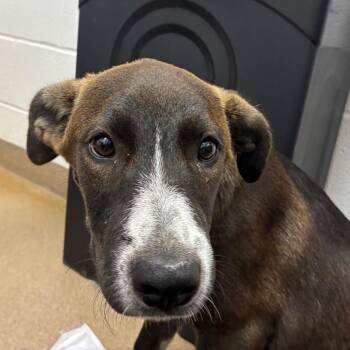 Brook -  Black Labrador Retriever and Mixed Breed Dog for Adoption in Corpus Christi, Texas - Brook | PetCurious