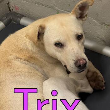 Trix -  Mixed Breed Dog for Adoption in Marble, North Carolina - Trix | PetCurious