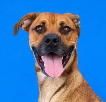 ROSIE -  Boxer Dog for Adoption in Pasadena, California - ROSIE | PetCurious