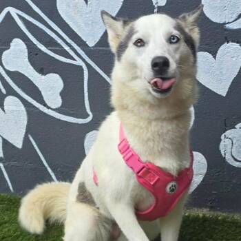 FOSTER NEEDED - Kiki -  Husky and Mixed Breed Dog for Adoption - FOSTER NEEDED - Kiki | PetCurious