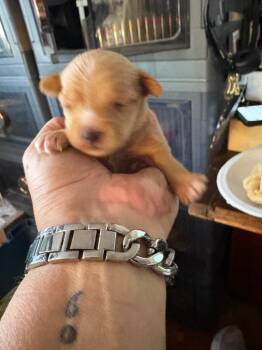 Chihuahua Dogs Available for Adoption in Carson City, Nevada - Shrimp | PetCurious