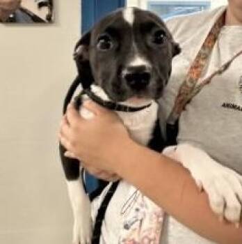 Rice (ID 51716) -  Pit Bull Terrier Dog for Adoption in Manassas, Virginia - Rice (ID 51716) | PetCurious