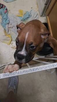 Red -  Boxer Dog for Sale in Camden, Tennessee - Red | PetCurious