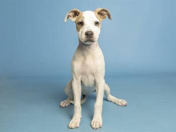 MOMO -  Pit Bull Terrier Dog for Adoption in Phoenix, Arizona - MOMO | PetCurious