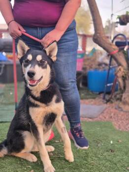 Rescue Shepherd and Husky Dogs for Adoption in Tucson, Arizona - Marshall | PetCurious