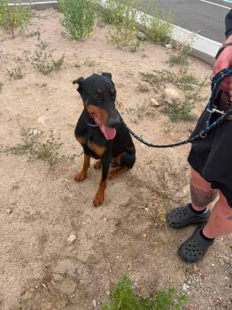 Rigley -  Doberman Pinscher Dog for Adoption in Denver, Colorado - Rigley | PetCurious