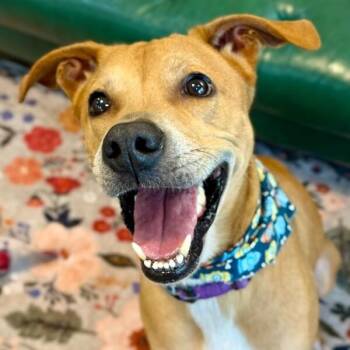 Milo Man -  Greyhound Dog for Adoption in Friendswood, Texas - Milo Man | PetCurious