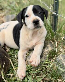 Pit Bull Terrier and Mixed Breed Dogs Available for Adoption in Malvern, Pennsylvania - Padre | PetCurious