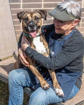 Danica -  Mixed Breed Dog for Adoption in Chamblee, Georgia - Danica | PetCurious