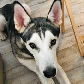 Hank -  Husky and Mixed Breed Dog for Adoption in Corpus Christi, Texas - Hank | PetCurious