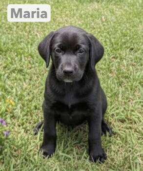 Labrador Retriever Dogs Available for Adoption in Washington, District Of Columbia - Babe Maria | PetCurious