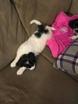 Beagle and Great Pyrenees Dogs Available for Adoption in Brooklyn Center, Minnesota - Ryder | PetCurious