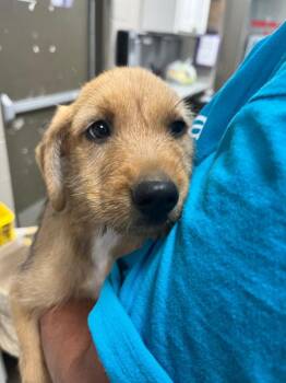 Nova -  Labrador Retriever and Terrier Dog for Adoption in Hopkinsville, Kentucky - Nova | PetCurious