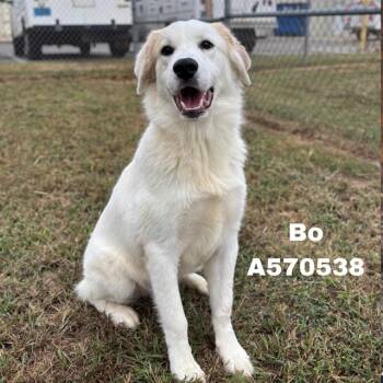 BO -  Great Pyrenees Dog for Adoption - BO | PetCurious