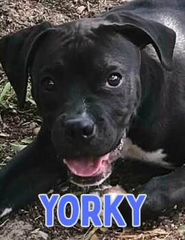 Yorky -  Mixed Breed Dog for Adoption in Shalimar, Florida - Yorky | PetCurious