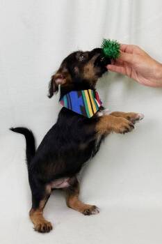 Schnauzer and Chihuahua Dogs Available for Adoption in Kerrville, Texas - Wrangler | PetCurious