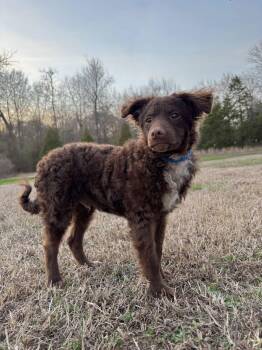 Poodle Dogs Available for Adoption - THEO | PetCurious