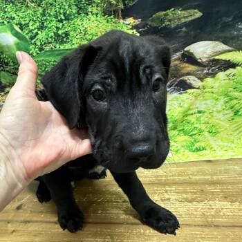 Zach -  Shar Pei and German Shorthaired Pointer Dog for Adoption in Normal, Illinois - Zach | PetCurious